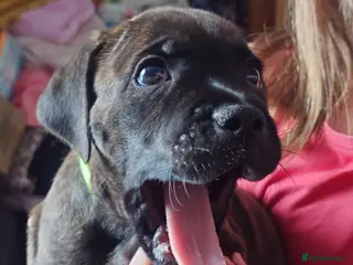 Staffordshire Bull Terrier dogs Exceptional Staffordshire bull Terrier Puppies - Advert 5