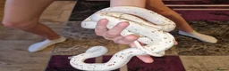 Corn Snake reptiles for sale: Female Palmetto Corn snake in Chester - Advert 1