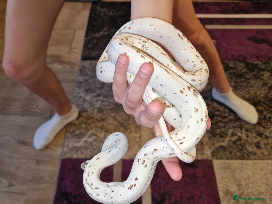 Corn Snake reptiles for sale: Female Palmetto Corn snake in Chester - Advert 1