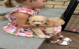 Cockapoo dogs for sale: F1 cockapoo puppies 5 boys  - Image 16