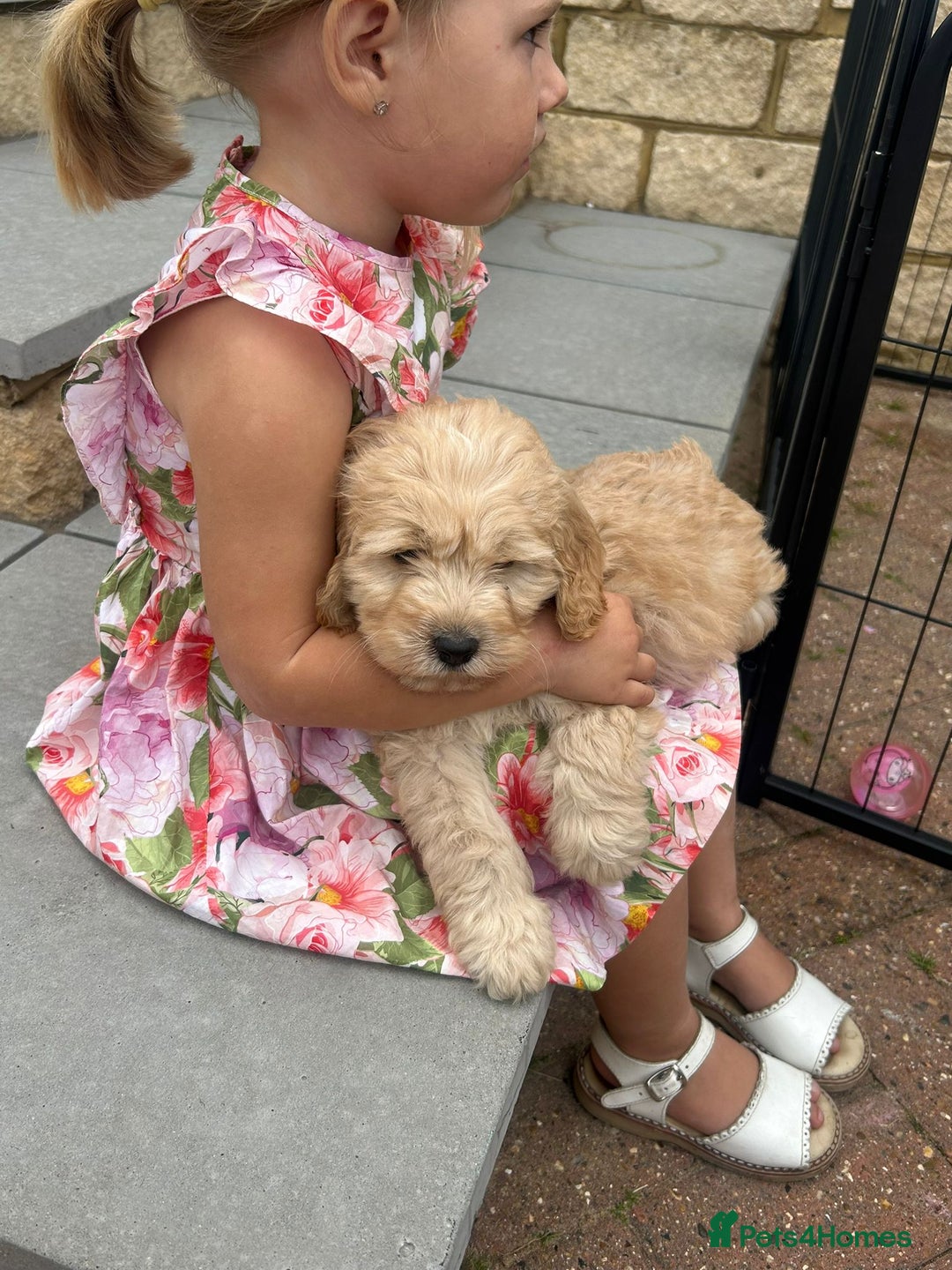Cockapoo dogs for sale: F1 cockapoo puppies 5 boys  - Image 16