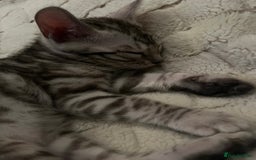 Bengal cats for sale: Grey/Silver Bengal Kitten (Male) - Image 3