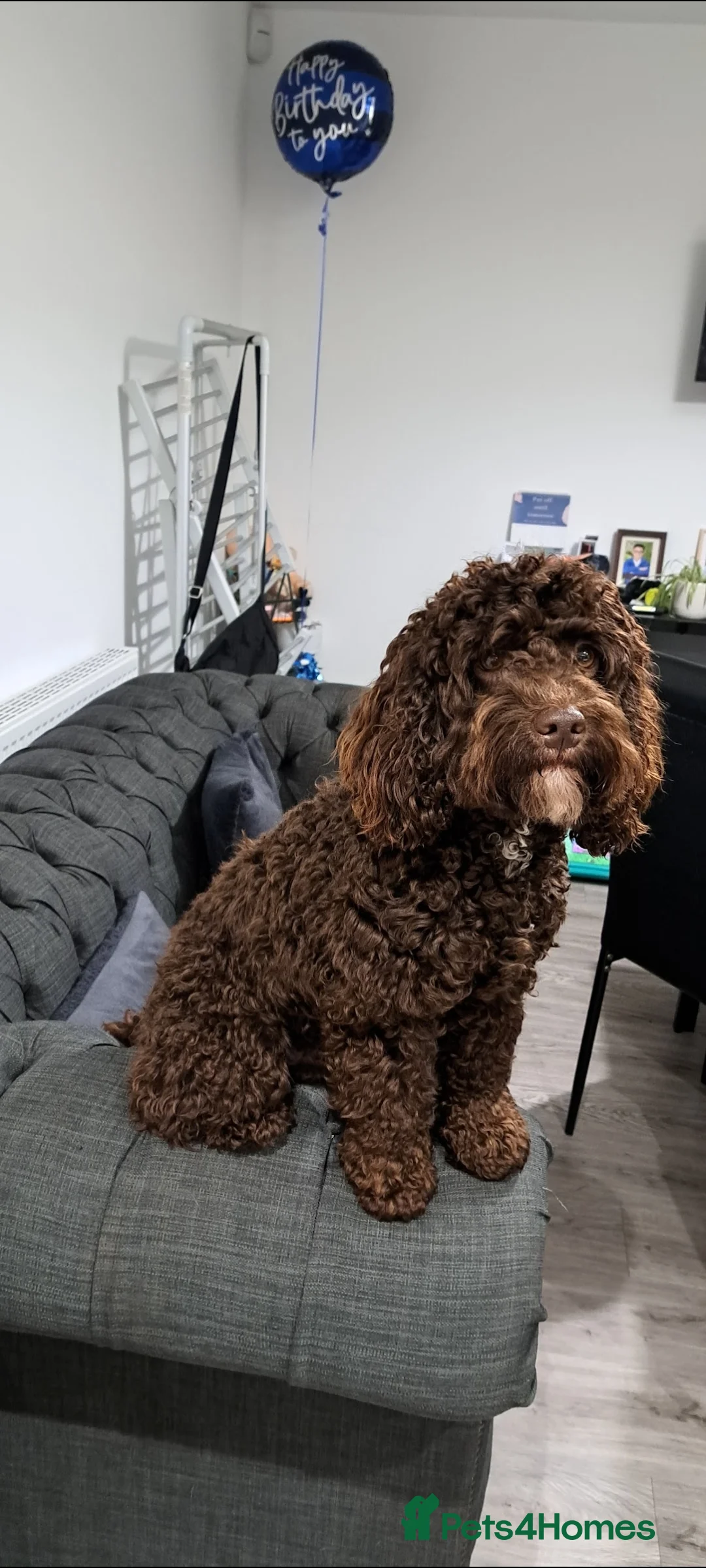 Cockapoo dogs for stud: Cockapoo stud chocolate proven  - Advert 2