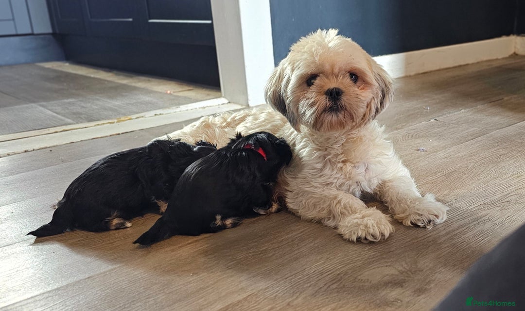 Shih Tzu dogs for sale: Beautiful Shih Tzu Puppies  - Image 13