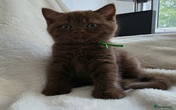 British Shorthair cats for sale: GCCF British Shorthair Kittens Champion Bloodline  - Image 21