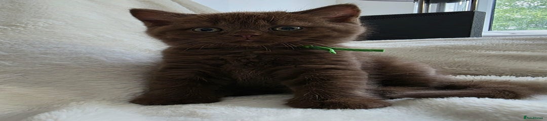 British Shorthair Kitten Green collar