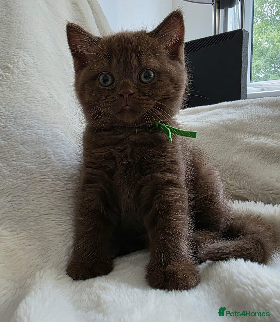 British Shorthair cats for sale: GCCF British Shorthair Kittens Champion Bloodline  - Image 21