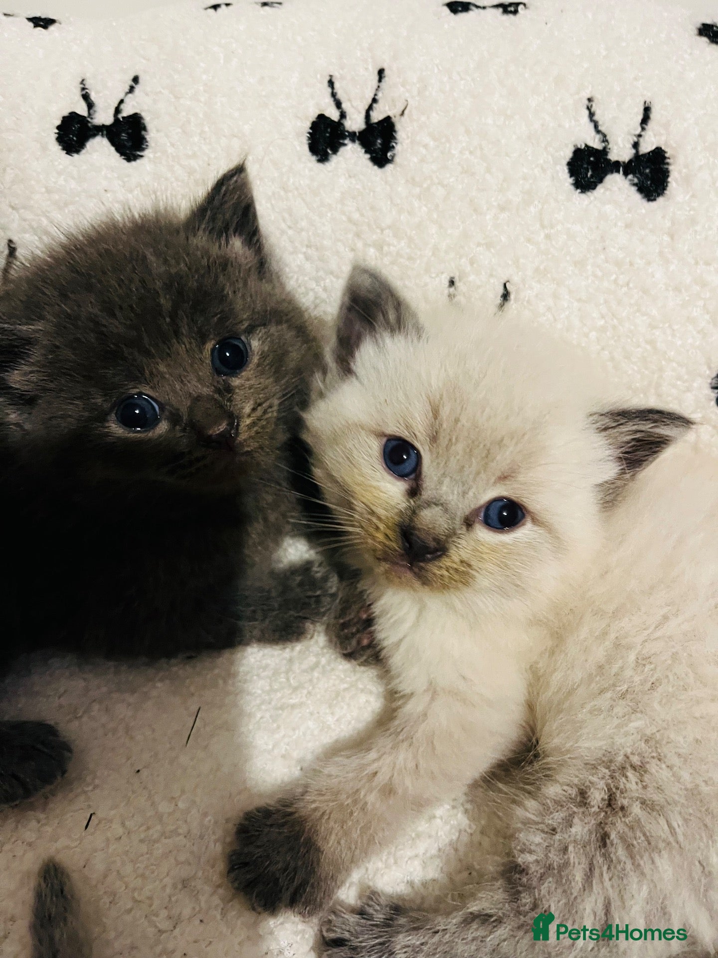 Ragdoll cats Mix litter of ragdoll x kittens - Advert 19
