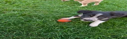 Mixed Breed dogs for sale: Collie/Lurcher puppies for sale - Advert 5