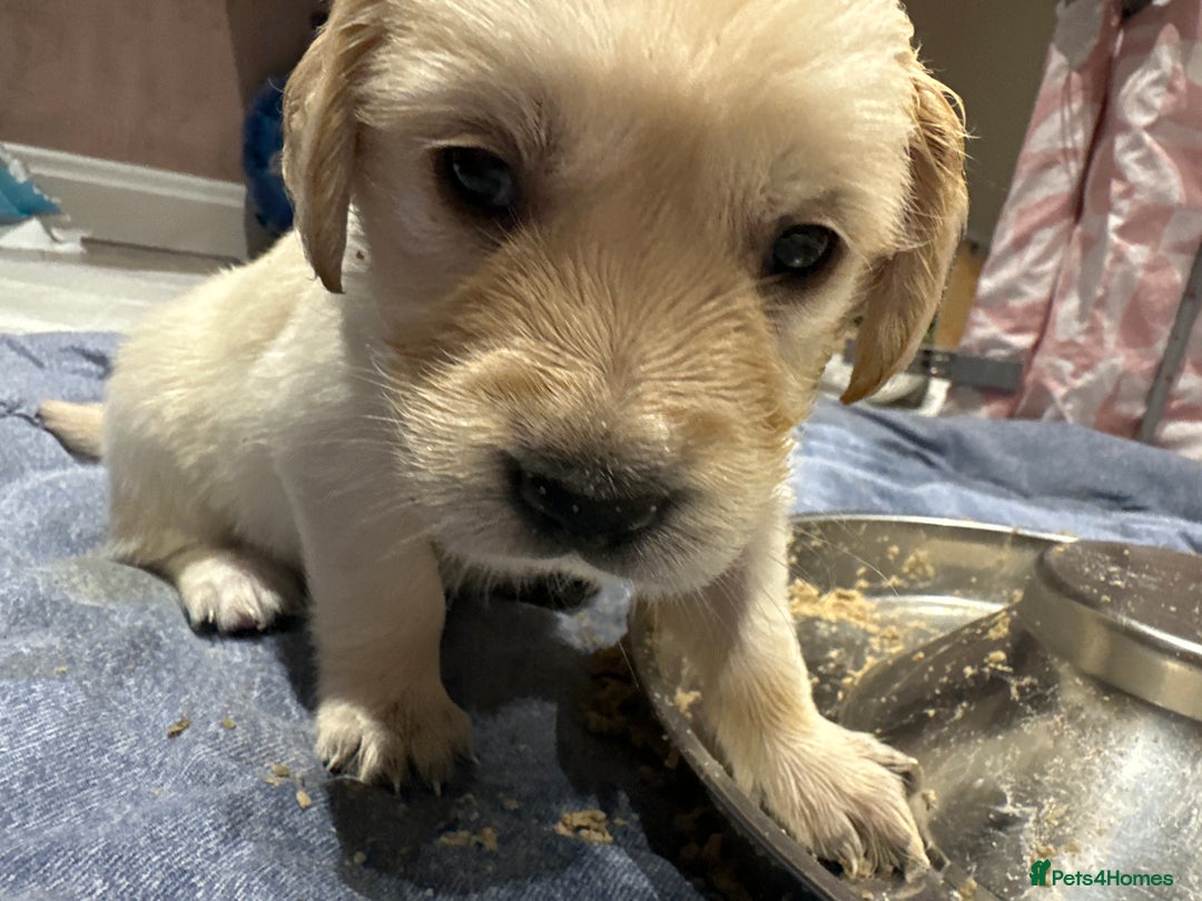 Golden Retriever dogs for sale: Daisy’s first litter - Advert 23