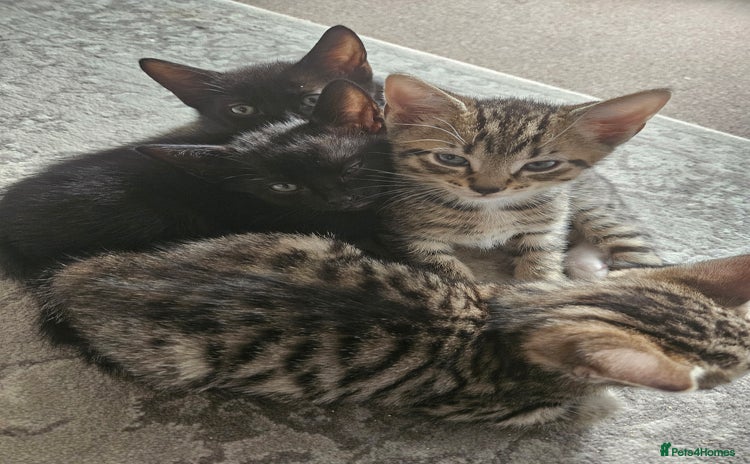 Mixed Breed cats - Advert 14