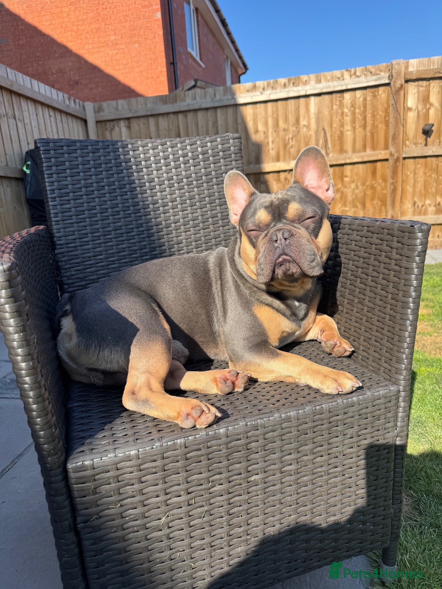 French Bulldog dogs French Bulldog Stud - Advert 1