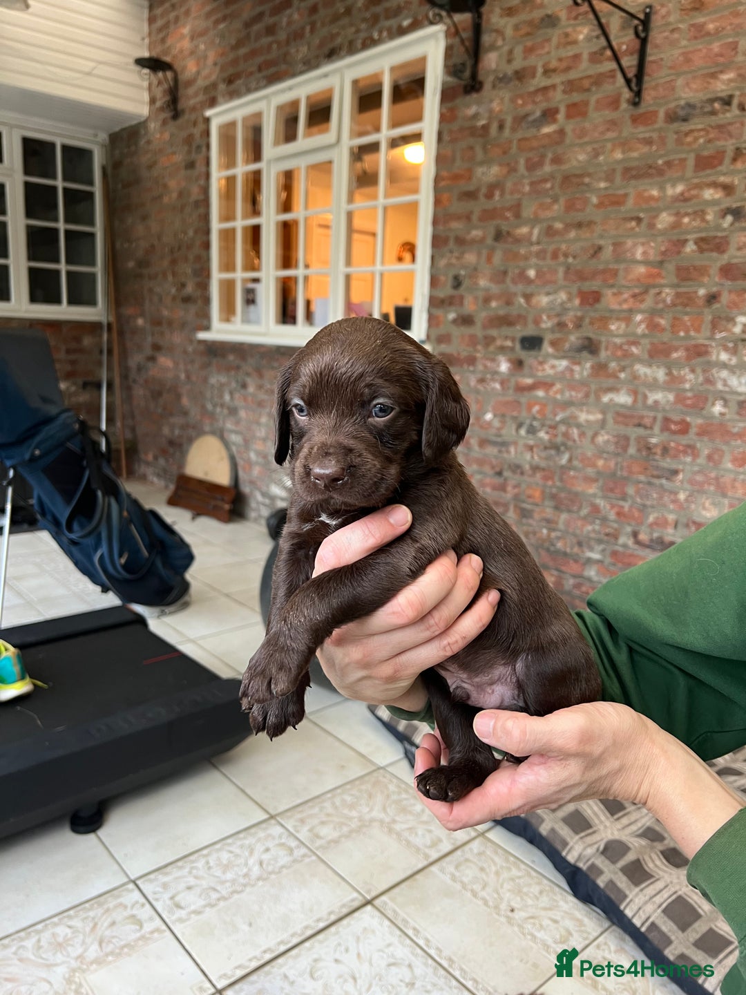 Springador dogs for sale: Quality Springadors: Health Tested, Working Lines - Advert 10