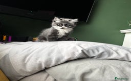 British Longhair cats for sale: 4 month old kittens - Image 2