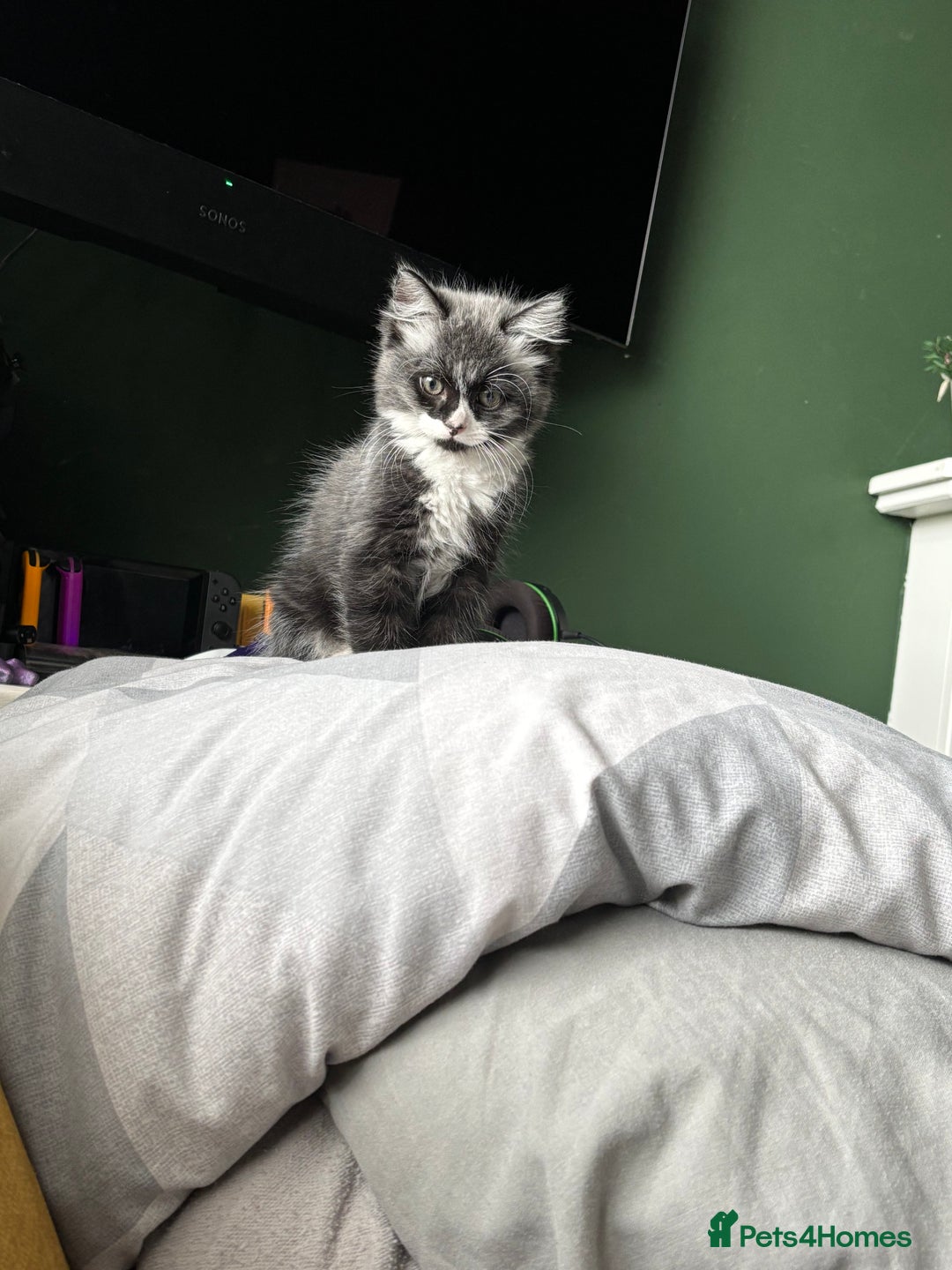 British Longhair cats for sale: 4 month old kittens - Image 2
