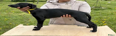 Mixed Breed Puppy 1