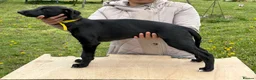 Mixed Breed dogs for sale: Lurcher Pups - Advert 40