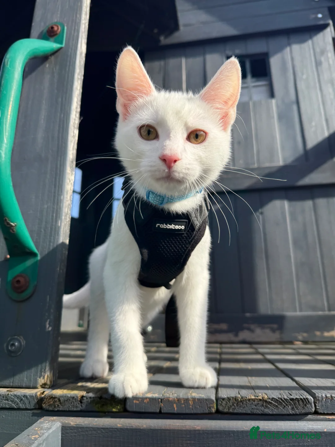 Mixed Breed cats for sale: Beautiful White with 2 black smudges loving kitten - Advert 1