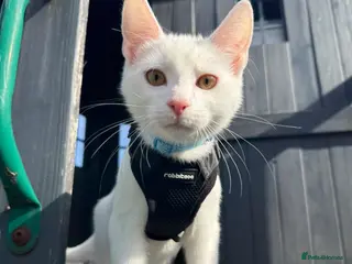 Mixed Breed cats Beautiful White with 2 black smudges loving kitten - Advert 1