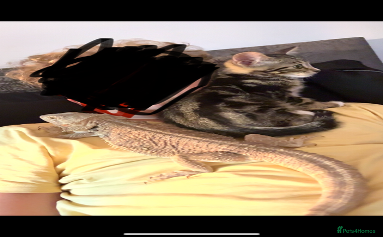 Bearded Dragon reptiles - Advert 2