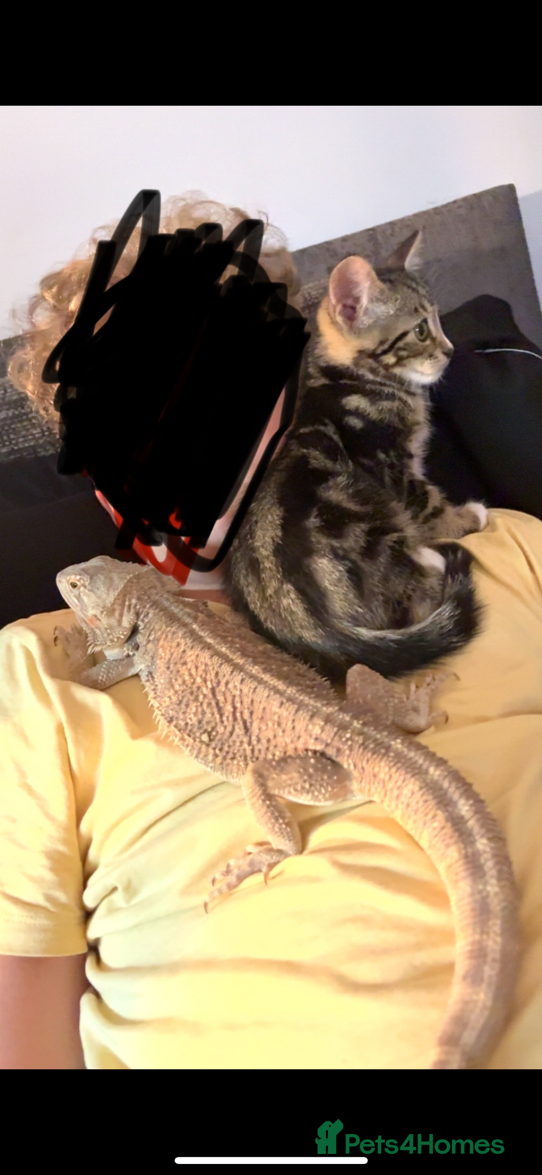 Bearded Dragon reptiles for sale: Bearded dragon  - Image 1