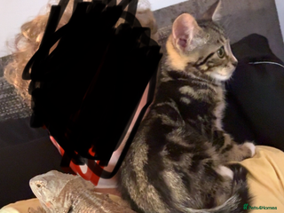 Bearded Dragon reptiles - Advert 25