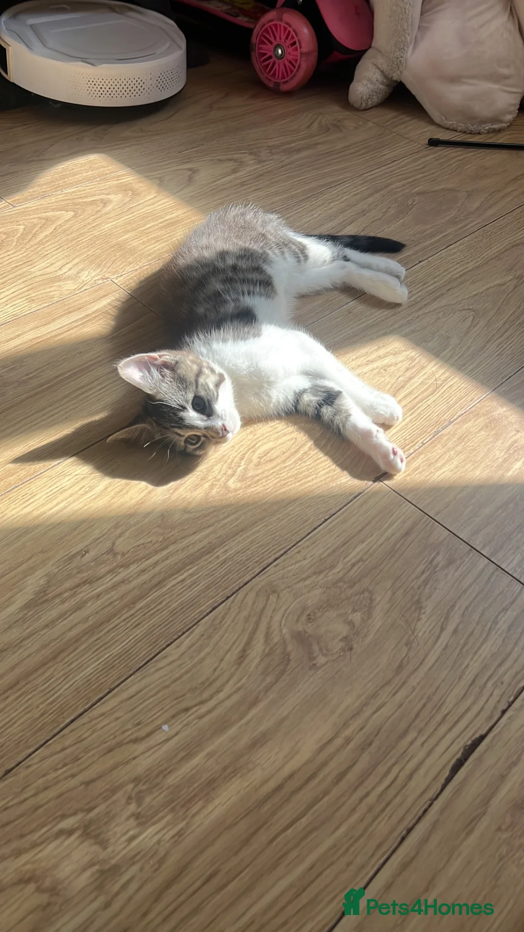 Mixed Breed cats for sale: 2 kittens looking for home - Advert 2