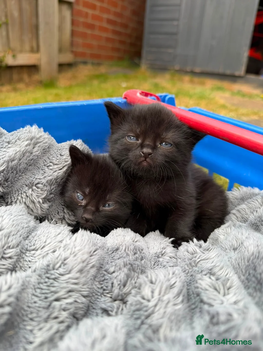 British Shorthair cats for sale: Beautiful British shorthair kittens  - Advert 6