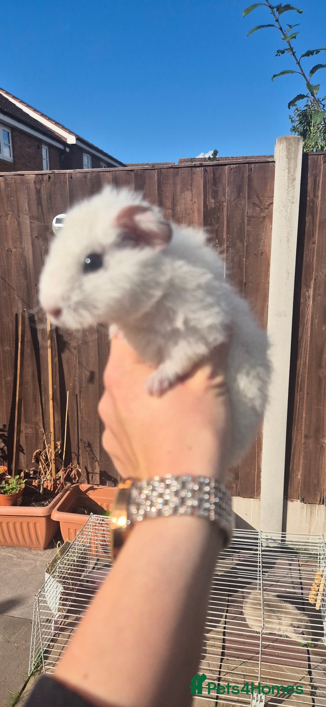 Mini Lop rabbits for sale: Guinea Pigs in Walsall - Image 4