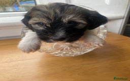 Mixed Breed dogs for sale: Doxie - chon puppies for sale - Image 16