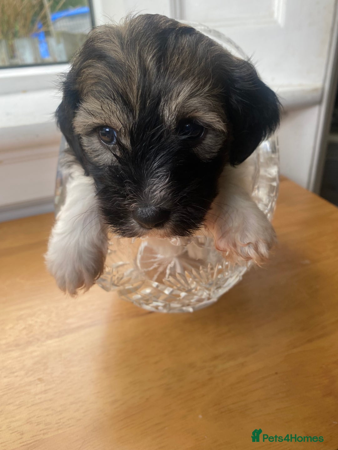 Mixed Breed dogs for sale: Doxie - chon puppies for sale - Image 16