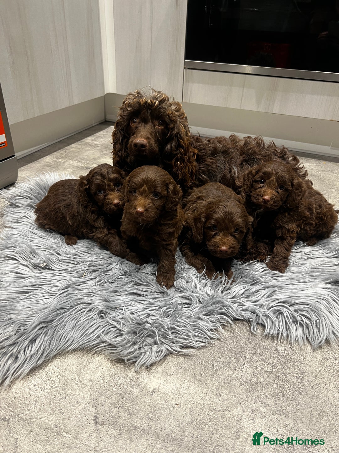 Cockapoo dogs for sale: 4 beautiful cockapoo puppies - Advert 1