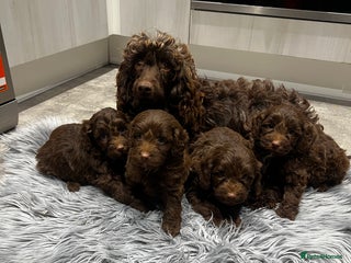 Cockapoo dogs 4 beautiful cockapoo puppies - Advert 1