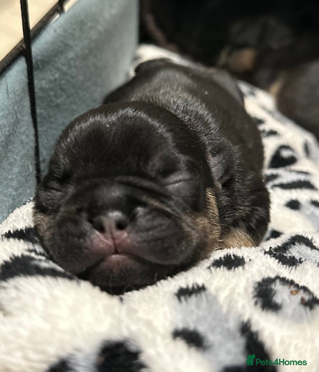 French Bulldog dogs for sale: Quality Frenchbull dogs - Image 6