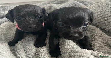 Mixed Breed dogs - Advert 5