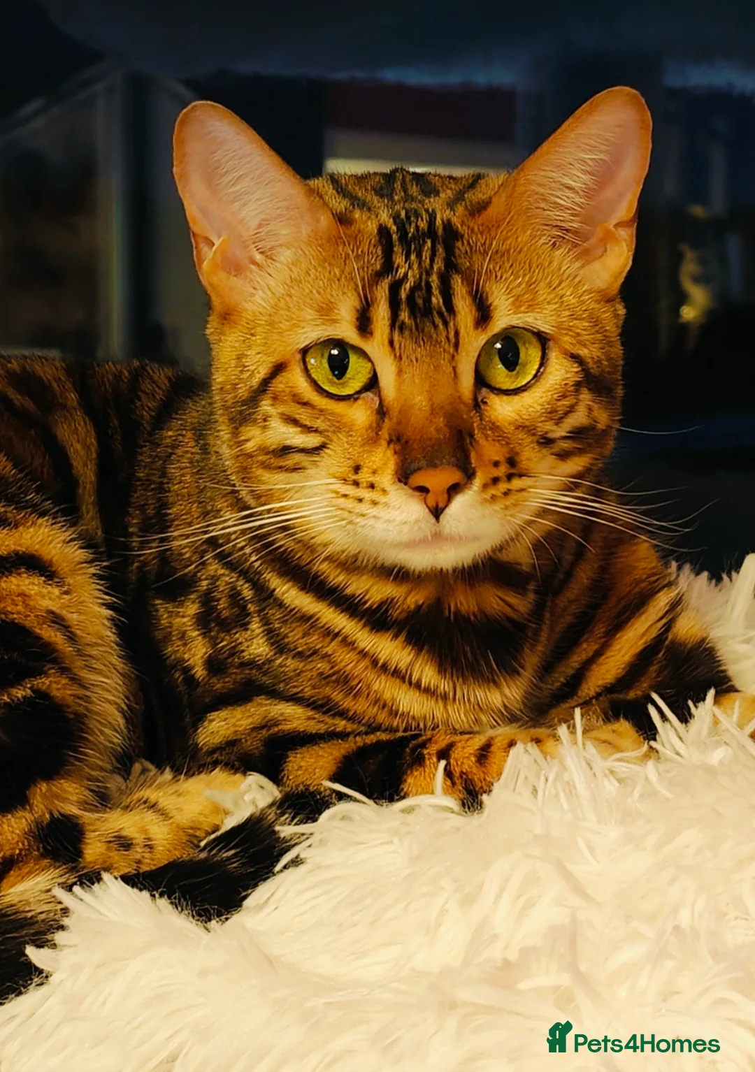 Bengal cats for sale: GCCF/TICA Registered Bengals  in Armagh - Advert 2
