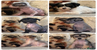 Chinese Crested dogs - Advert 3