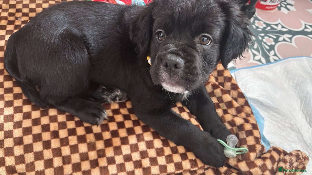 Mixed Breed dogs for sale: 17 week girl Callie  - Image 4