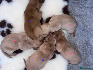 Labrador Retriever dogs **Puppies Born** - Advert 18