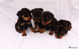 Rottweiler dogs for sale: Rottweiler puppy  - Image 14