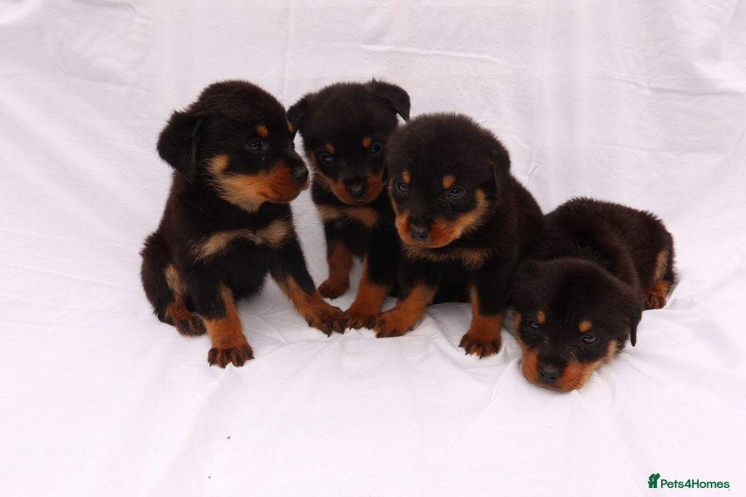 Rottweiler dogs for sale: Rottweiler puppy  - Image 14