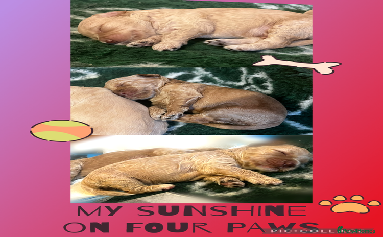 Australian Labradoodle dogs - Advert 1