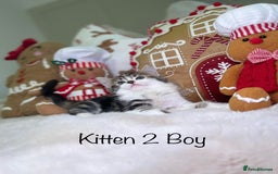 Mixed Breed cats for sale: Beautiful kittens 8 weeks old  - Advert 6