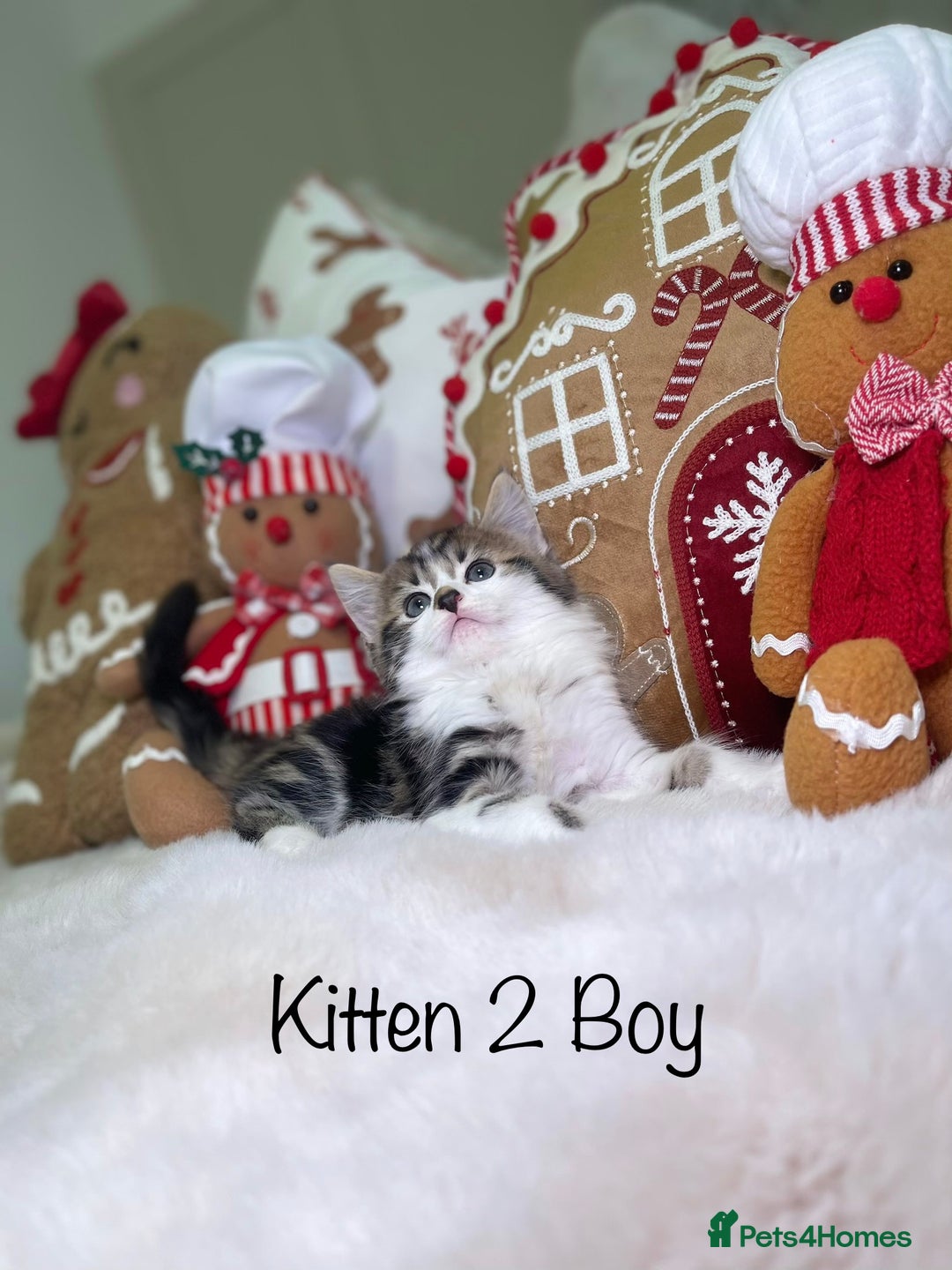 Mixed Breed cats for sale: Beautiful kittens 8 weeks old  - Advert 6