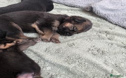 German Shepherd dogs for sale: Only 1 boy left Kc German Shepherd Puppies in Canvey Island - Image 11