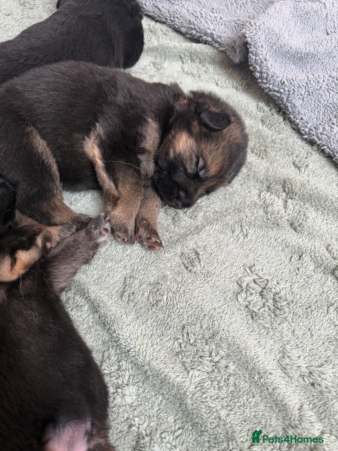 German Shepherd dogs for sale: Only 1 boy left Kc German Shepherd Puppies in Canvey Island - Image 11