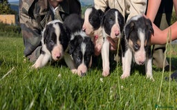 Border Collie dogs for sale: Border collie puppies - Image 1