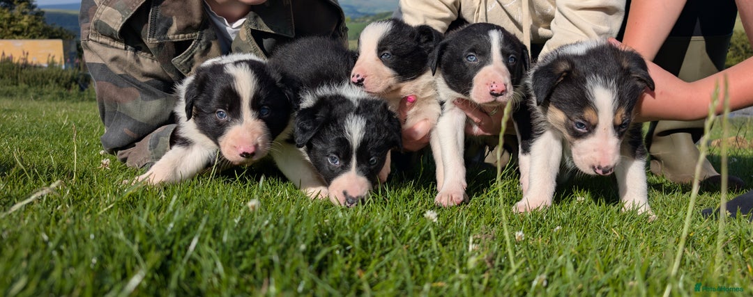 Border Collie dogs for sale: Border collie puppies - Image 1