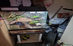 Gecko reptiles for sale: Two crested gecko girls with their terrarium  - Image 3