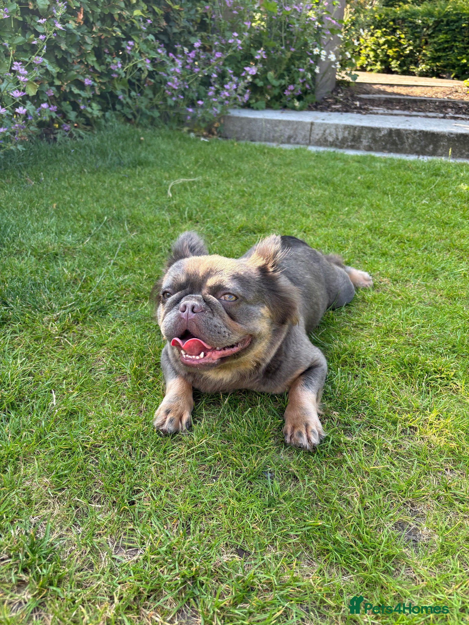 French Bulldog dogs Visual fluffy French bulldog puppies  - Advert 17